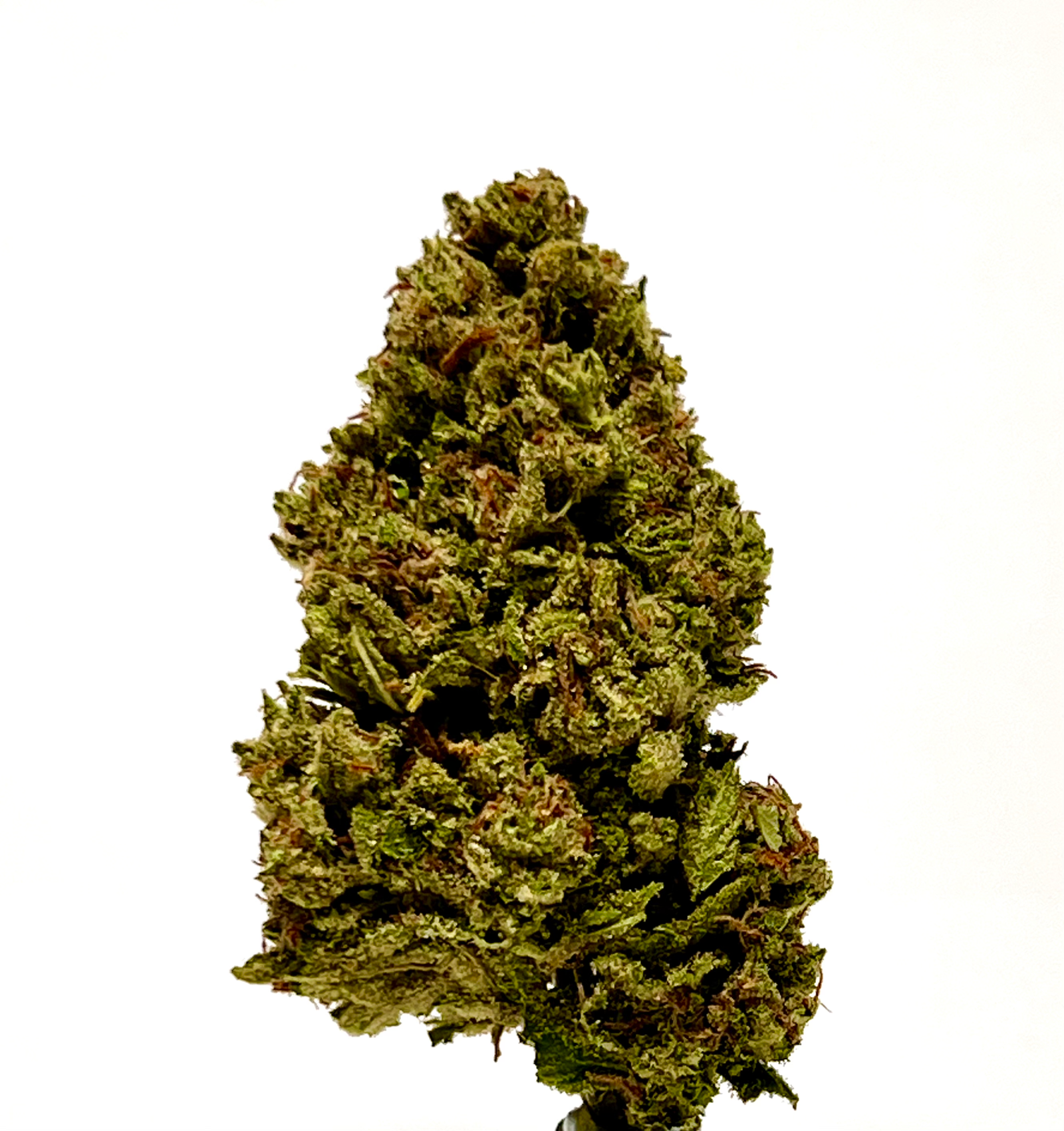 Blue Dream Bengal - Image 3